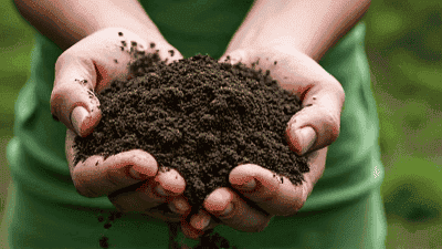 Making Natural Fertilizer from Kitchen Scraps